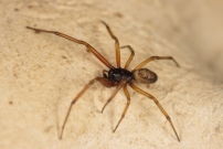 La Fausse Veuve noire. Un mle (Araneae - Theridiidae - Steatoda nobilis)